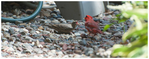 Avian Encounter